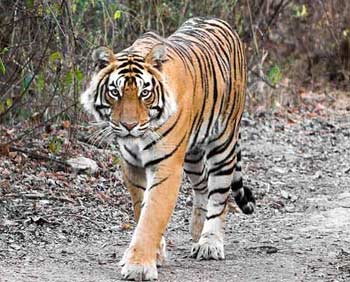 National Animal of India - Tiger