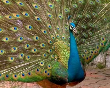 National Bird of India - Peacock