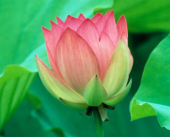 National Flower of India - Lotus