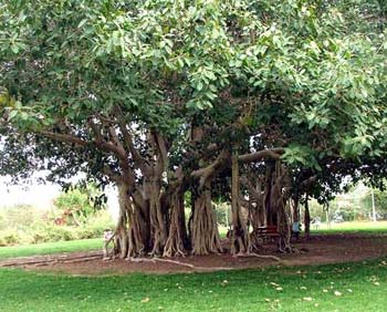 National Tree of India